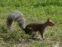 Squirrel in Boston Common