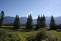 Pines - These are everywhere