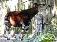 Yellow Backed Duiker