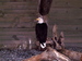 Eagle in Tongass National Forest