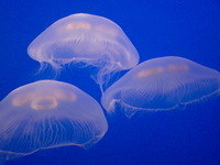 Amazing looking jellyfish