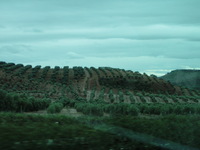 Rolling Olive orchards