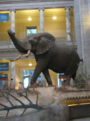 Elephant in the Foyer