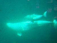 Momma and Bubba Beluga