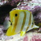 F5a05d9492-aquarium_fish